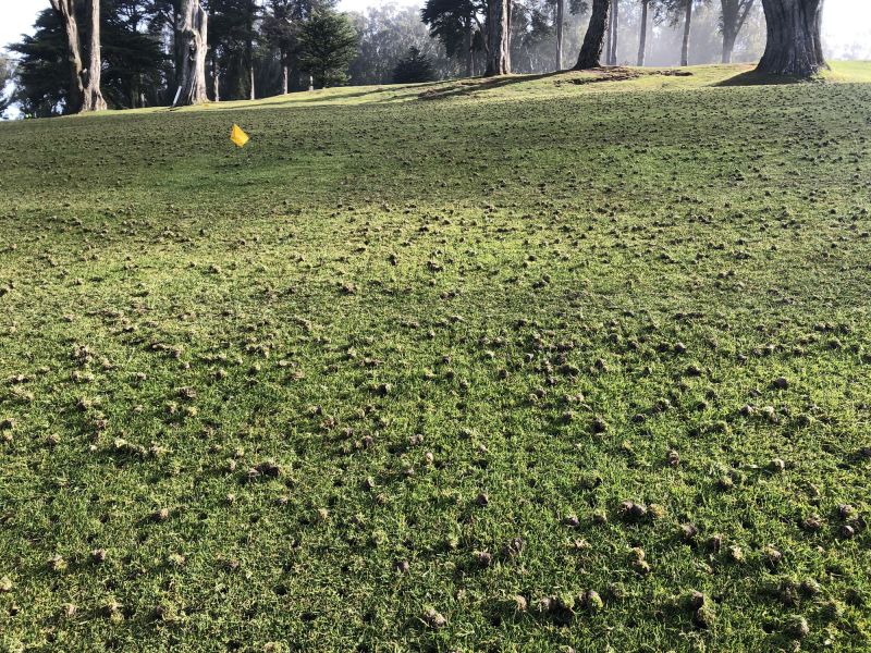 Lawn Leveling Tips and Techniques