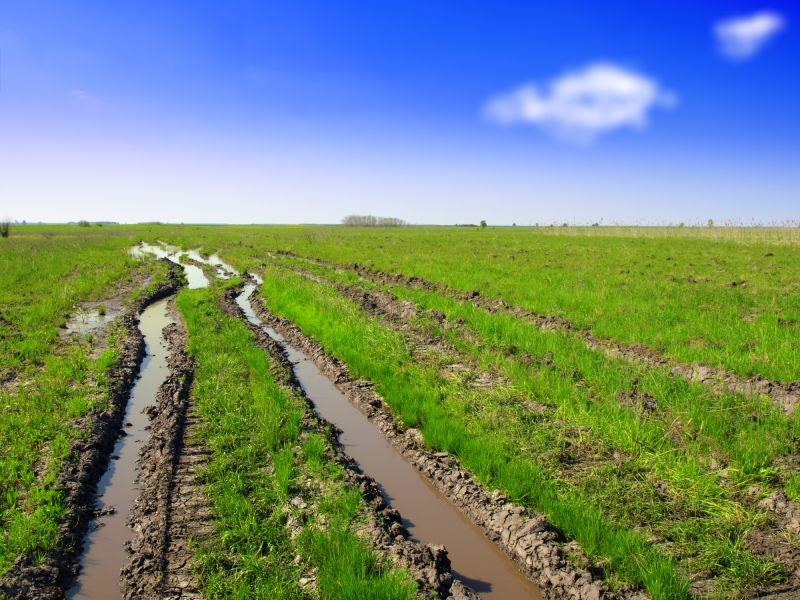 Initial Lawn Assessment